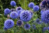 25 Blue GLOBE THISTLE Echinops Ritro Southern Globethistle Pollinator Flower Seeds