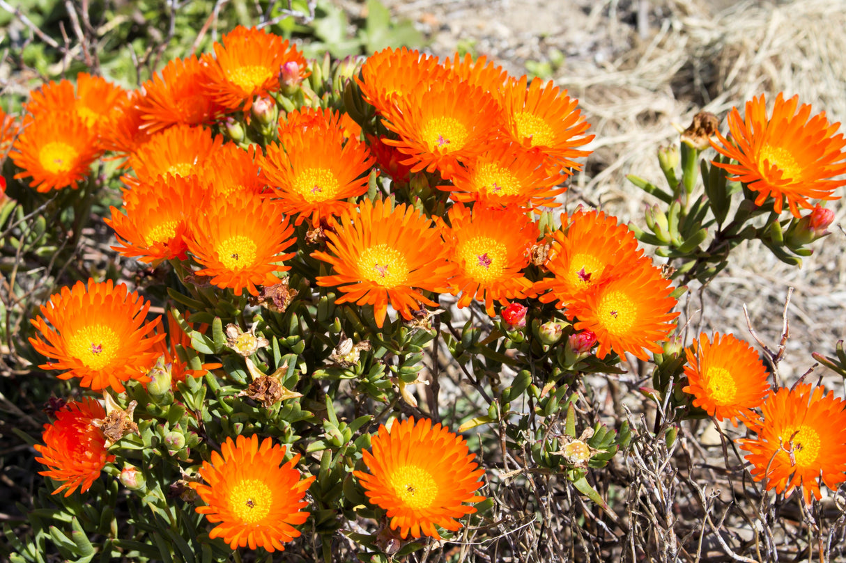 100 Gelato ORANGE ICE PLANT Mesembryanthemum Livingstone Daisy Flower Seeds