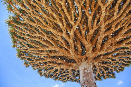 10 DRAGON TREE Dracaena Draco Canary Island Drago Blood Asparagus Yucca Evergreen Succulent Houseplant Orange Berry White Flower Seeds