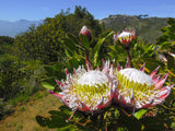 5 Giant KING PROTEA Cynaroides Sugarbush Rare 12" Flower Seeds