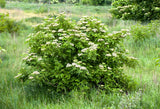 500 BULK American ELDERBERRY Fruit Bush Shrub Tree Sambucus Nigra Canadensis Seeds