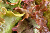 3000 PRIZEHEAD LETTUCE Loose Leaf Early Prize Head Red Lactuca Vegetable Seeds
