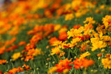 300 BRIGHT LIGHTS COSMOS Mix Mixed Colors Red Orange Yel Bipinnatus Flower Seeds