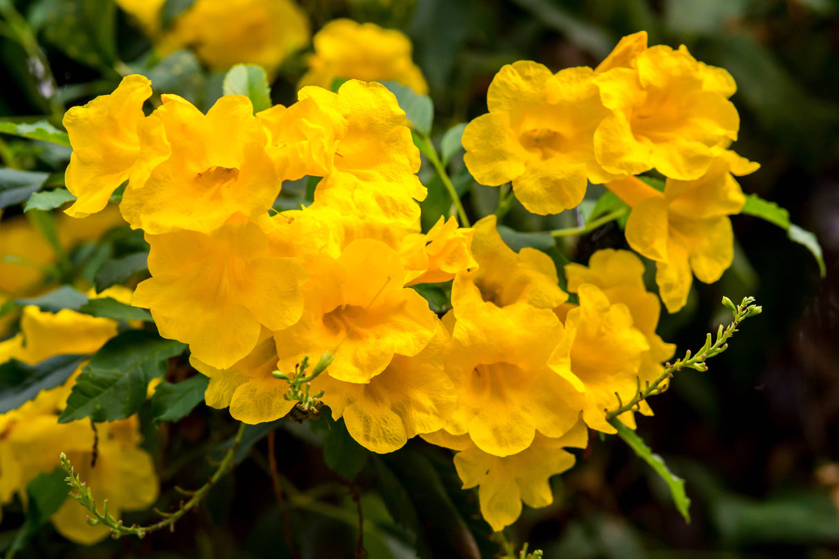 10 TECOMA STANS (Yellow Trumpetbush / Yellow Bells / Yellow Elder / Esperanza) Flower Shrub Bush Seeds