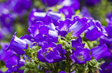 200 Blue CANTERBURY BELLS - CAMPANULA Medium Flower Seeds