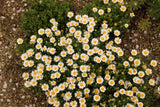 100 White DWARF CREEPING DAISY Chrysanthemum Paludosum Leucanthemum Flower Seeds