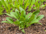 400 Monstrueux De VIROFLAY SPINACH French Spinacia Oleracea Vegetable Seeds