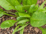 400 Monstrueux De VIROFLAY SPINACH French Spinacia Oleracea Vegetable Seeds