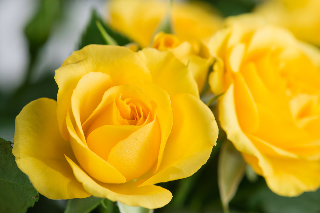 5 YELLOW ROSE Rosa Bush Shrub Perennial Flower Seeds