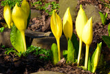 10 Yellow SWAMP LANTERN Moist Lysichiton Americanus Skunk Cabbage Flower Seeds