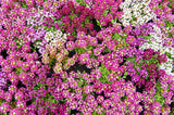 500 Sweet ALYSSUM PASTEL CARPET Mix Lobularia Maritima Flower Seeds