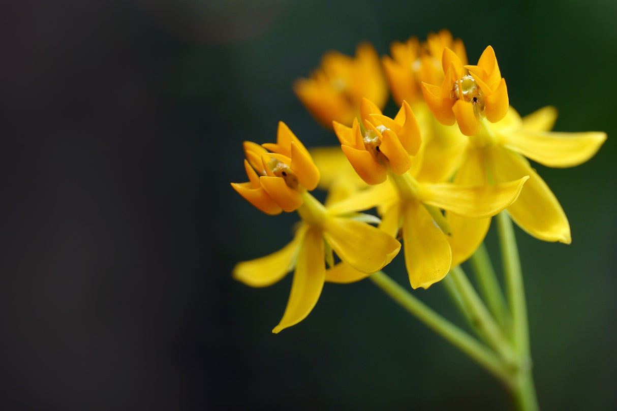 10 SILKY GOLD MILKWEED Butterfly Weed Asclepias Curassavica Monarch Flower Seeds