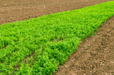 2000 ALFALFA Medicago Sativa Flower Plant Seeds