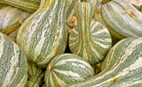 30 Green Striped CUSHAW SQUASH PUMPKIN (Tennessee Sweet Potato Squash) Cucurbita Mixta Vegetable Seeds