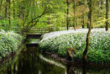 10 RAMSONS / WILD Bear GARLIC Allium Ursinum Vegetable Herb White Flower Seeds