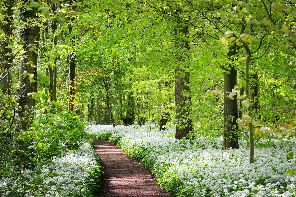10 RAMSONS / WILD Bear GARLIC Allium Ursinum Vegetable Herb White Flower Seeds