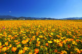 300 BRIGHT LIGHTS COSMOS Mix Mixed Colors Red Orange Yel Bipinnatus Flower Seeds
