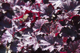 50 Palace Purple HEUCHERA / CORAL BELLS Micrantha Flower Seeds