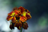 300 Mixed Colors ENGLISH Aegean WALLFLOWER Cheiranthus Cheiri Erysimum Pink Red Yellow Purple Bicolor Flower SeedsSeeds