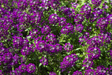 100 EASTER BONNET ALYSSUM Lobularia Maritima Bright Violet Purple Flower Seeds