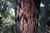50 RED FLOWERING EUCALYPTUS Sideroxylon Mugga Ironbark Tree Seeds