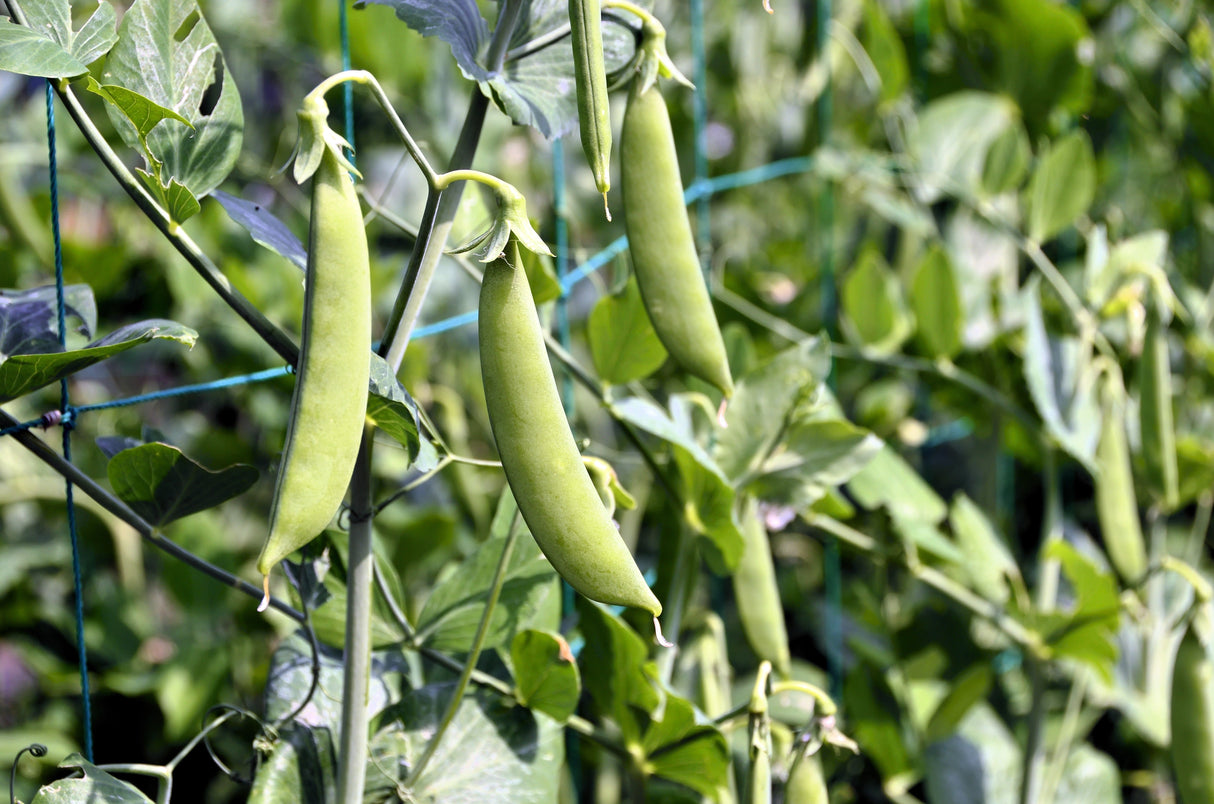 50 Super SUGAR SNAP PEA Pisum Sativum Macrocarpon Vegetable Seeds