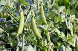 50 Super SUGAR SNAP PEA Pisum Sativum Macrocarpon Vegetable Seeds