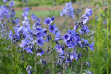 100 BLUE PEARL POLEMONIUM ( Jacobs Ladder ) Polemonium Caeruleum Flower Seeds