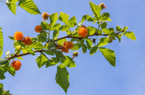 20 SALMONBERRY RUSSIAN RASPBERRY Rubus Spectabilis Fruit Seeds Purple Flowers