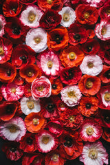 1000 Mixed Colors DOUBLE SHIRLEY POPPY Papaver Rhoeas Flower Seeds