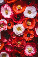 1000 Mixed Colors DOUBLE SHIRLEY POPPY Papaver Rhoeas Flower Seeds
