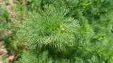 1000 GERMAN CHAMOMILE Matricaria Recutita Chamomilla Herb Flower Seeds