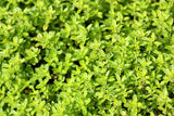 1000 LEMON THYME Thymus Pulegioides Herb Purple Flower Fragrant Evergreen Seeds