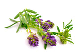 2000 ALFALFA Medicago Sativa Flower Plant Seeds