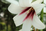 10 Seeds GIANT HIMALAYAN LILY Cardiocrinum Giganteum White & Red Shade Flower