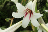 10 Seeds GIANT HIMALAYAN LILY Cardiocrinum Giganteum White & Red Shade Flower