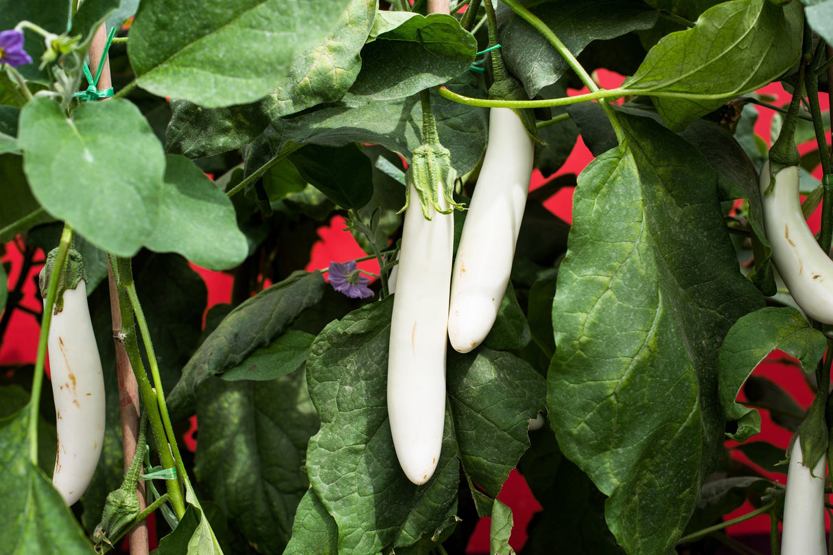 40 White Star FINGER FRUIT EGGPLANT Solanum Melongena Aubergine Fruit Vegetable Seeds