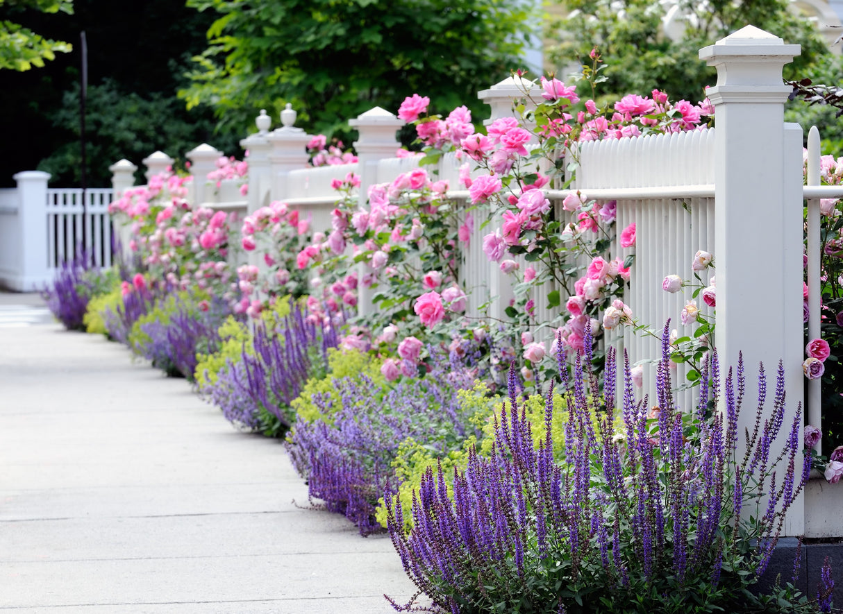 5 PINK CLIMBING ROSE Rosa Bush Vine Climber Fragrant Butterfly Flower Seeds