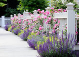 5 PINK CLIMBING ROSE Rosa Bush Vine Climber Fragrant Butterfly Flower Seeds