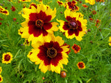 1000 PLAINS COREOPSIS (Golden Tickseed) Coreopsis Tinctoria Flower Seeds