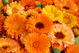 500 Mixed Colors FANCY MIX Pot MARIGOLD Calendula Officinalis Flower Seeds