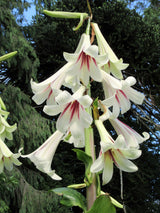 10 Seeds GIANT HIMALAYAN LILY Cardiocrinum Giganteum White & Red Shade Flower