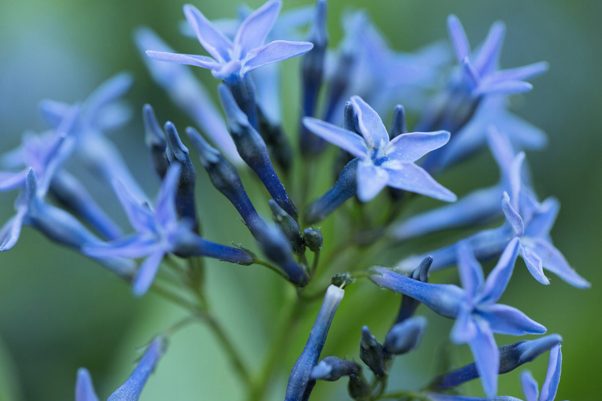 10 SHINING BLUESTAR Ozark or Showy Blue Star Amsonia Illustris Flower Seeds