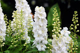 150 WHITE KING LARKSPUR Delphinium Consolida Giant Imperial Flower Seeds