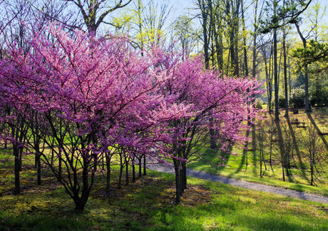 20 Eastern REDBUD TREE Cercis Canadensis Pink Flowering Native Tree Seeds