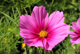 150 Pink COSMOS RADIANCE Bipinnatus Flower Seeds
