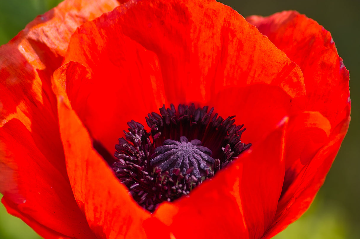100 RED TURKISH POPPY Heirloom Papaver Somniferum Flower Seeds