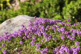 1000 Common GARDEN THYME English, German, French, or Winter Thymus Vulgaris Herb Flower Seeds