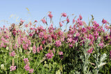 50 PINK SAINFOIN Common Onobrychis Viciifolia Holy Clover Legume Ground Cover Forage Flower Seeds