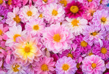 50 EARLY BIRD DAHLIA Mixed Colors Flower Seeds
